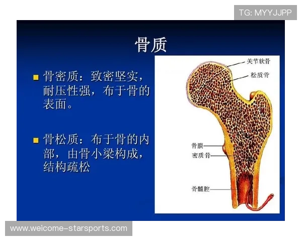 标题之内的是骨头，标题在内容和结构上有什么作用